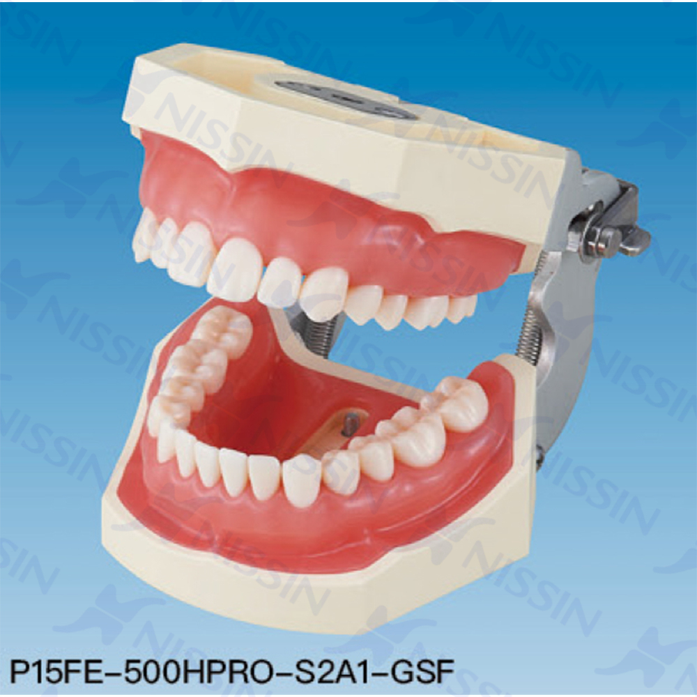 牙周探查實習(xí)模型
